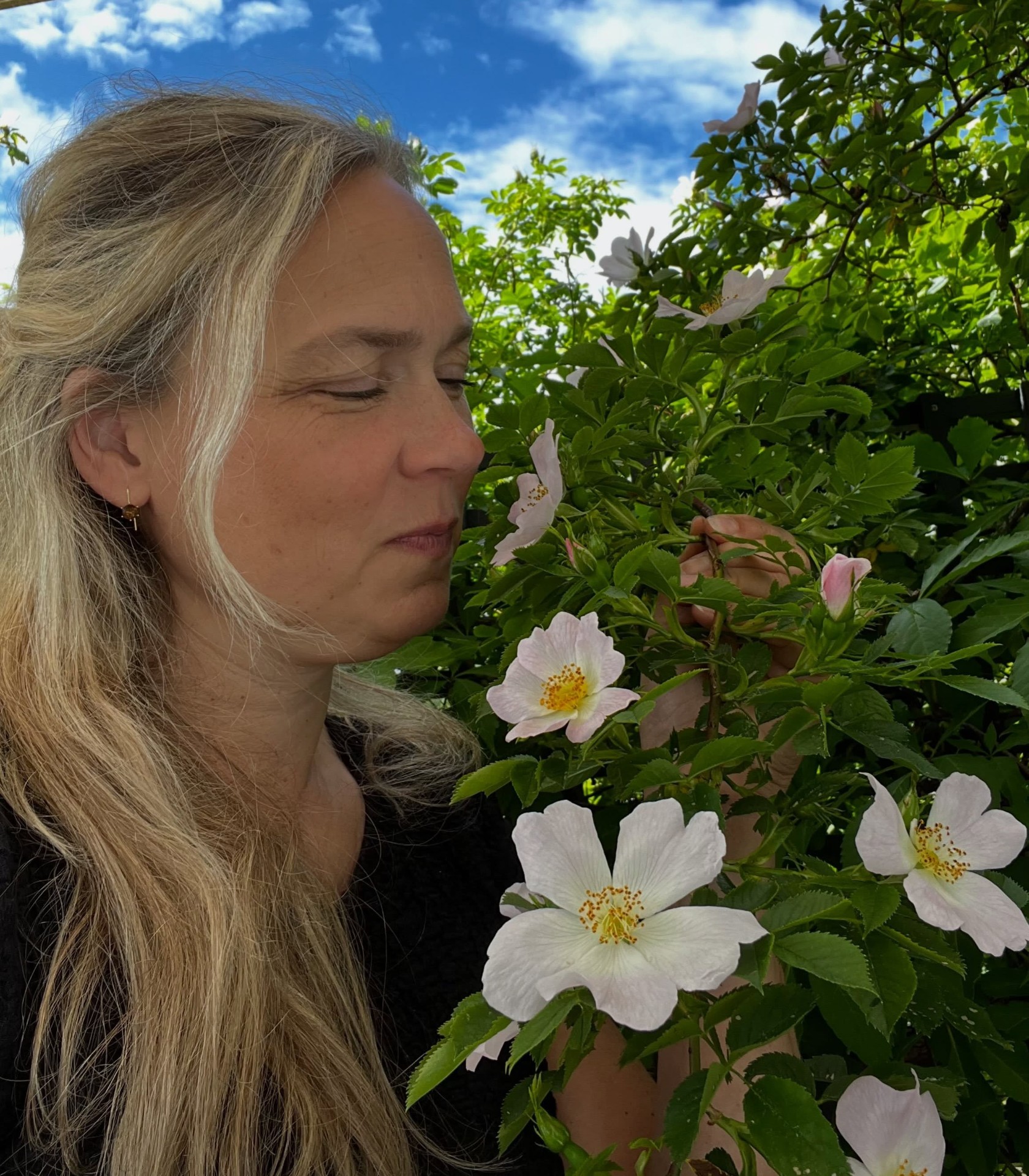 Maria Berg doftar på nyponros i sin trädgård